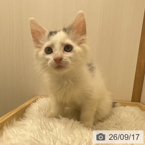 ノルウェージャンフォレストキャットの写真