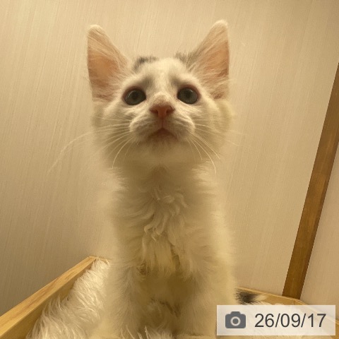 ノルウェージャンフォレストキャットの写真