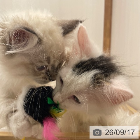 ノルウェージャンフォレストキャットの写真