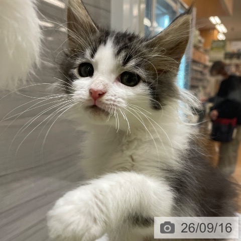 ノルウェージャンフォレストキャットの写真