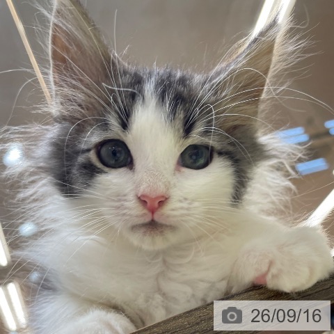 ノルウェージャンフォレストキャットの写真
