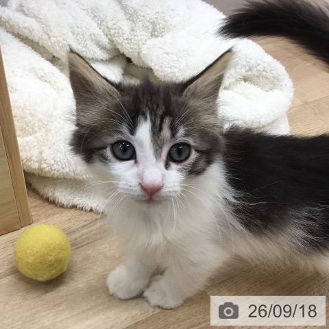 ノルウェージャンフォレストキャットの写真