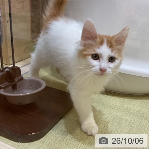 福島県のノルウェージャンフォレストキャット (ペットプラス 福島店/2026年7月8日生まれ/男の子/レッドタビーホワイト)の子猫の3枚目の画像