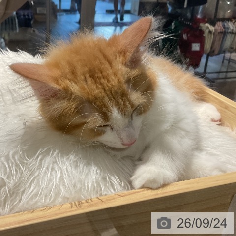 埼玉県のノルウェージャンフォレストキャット (ペットプラス コクーンシティ店/2026年7月9日生まれ/男の子/レッドタビーホワイト)の子猫の4枚目の画像