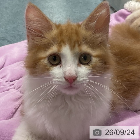 埼玉県のノルウェージャンフォレストキャット (ペットプラス コクーンシティ店/2026年7月9日生まれ/男の子/レッドタビーホワイト)の子猫の3枚目の画像