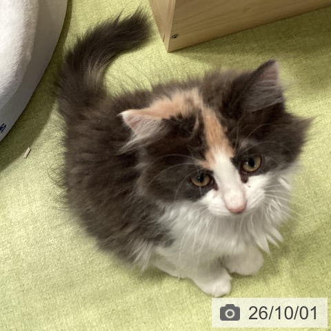 千葉県のノルウェージャンフォレストキャット (ペットプラス 幕張新都心店/2026年7月9日生まれ/女の子/ダイリュートキャリコ)の子猫の4枚目の画像