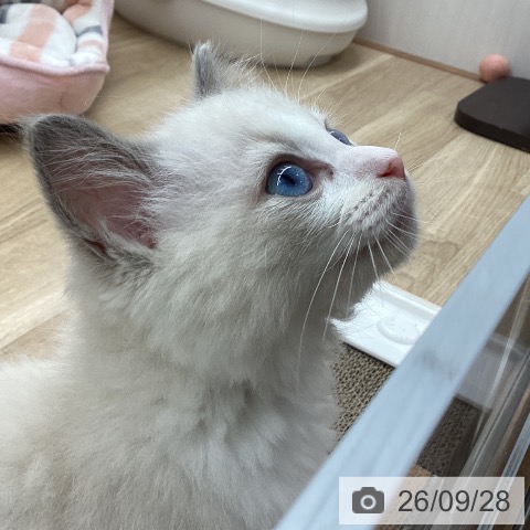 宮城県のラグドール (ペットプラス 名取店/2026年7月10日生まれ/女の子/ブルーポイントバイカラー)の子猫の4枚目の画像