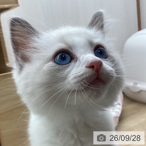 宮城県のラグドール (ペットプラス 名取店/2026年7月10日生まれ/女の子/ブルーポイントバイカラー)の子猫の3枚目の画像