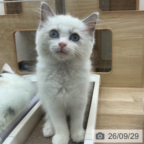 宮城県のラグドール (ペットプラス 名取店/2026年7月10日生まれ/女の子/ブルーポイントバイカラー)の子猫の3枚目の画像