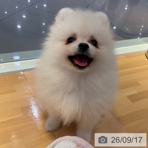 山形県のポメラニアン (ペットプラス 天童店/2026年7月14日生まれ/女の子/ホワイト)の子犬の3枚目の画像