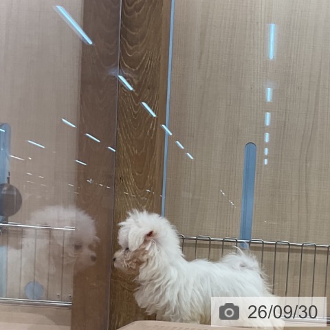 マルチーズの写真