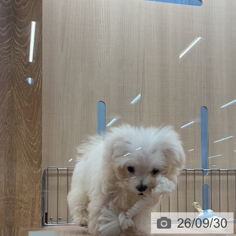 マルチーズの写真