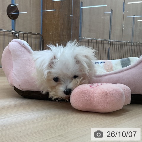 埼玉県のマルチーズ (ペッツワン 浦和美園店/2026年7月5日生まれ/男の子/ホワイト)の子犬の3枚目の画像
