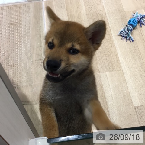 宮城県の柴犬(標準サイズ) (ペットプラス 仙台上杉店/2026年7月16日生まれ/男の子/赤)の子犬の4枚目の画像