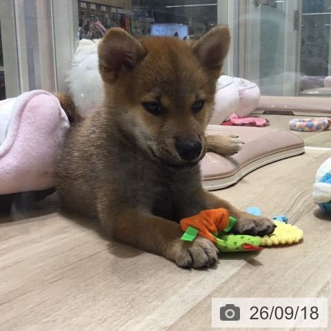 宮城県の柴犬(標準サイズ) (ペットプラス 仙台上杉店/2026年7月16日生まれ/男の子/赤)の子犬の3枚目の画像