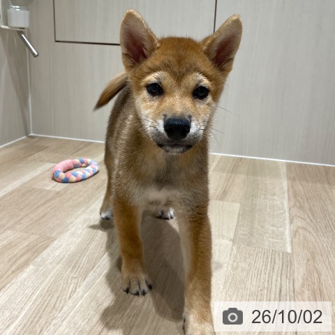 埼玉県の柴犬(標準サイズ) (ペットプラス ららぽーと富士見店/2026年7月16日生まれ/男の子/赤)の子犬の4枚目の画像