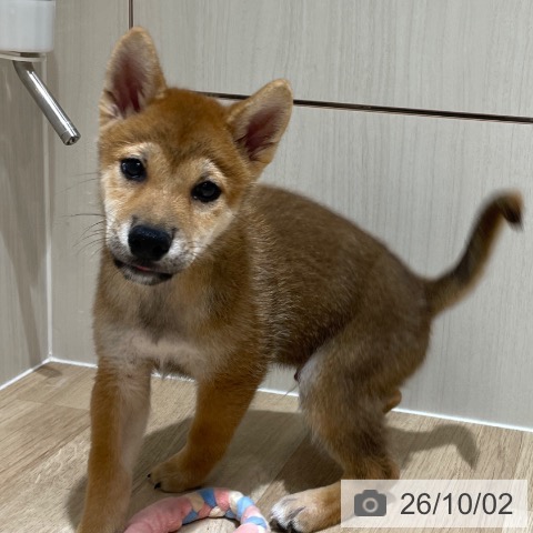 埼玉県の柴犬(標準サイズ) (ペットプラス ららぽーと富士見店/2026年7月16日生まれ/男の子/赤)の子犬の3枚目の画像