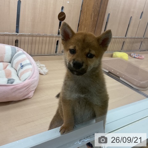 柴の写真