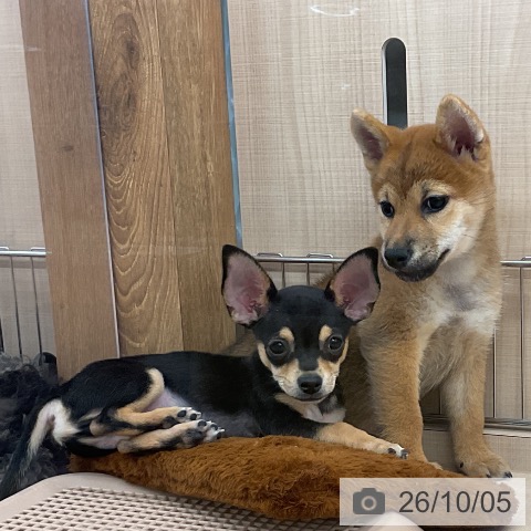 埼玉県の柴犬(標準サイズ) (ペッツワン 浦和美園店/2026年7月16日生まれ/女の子/赤)の子犬の3枚目の画像