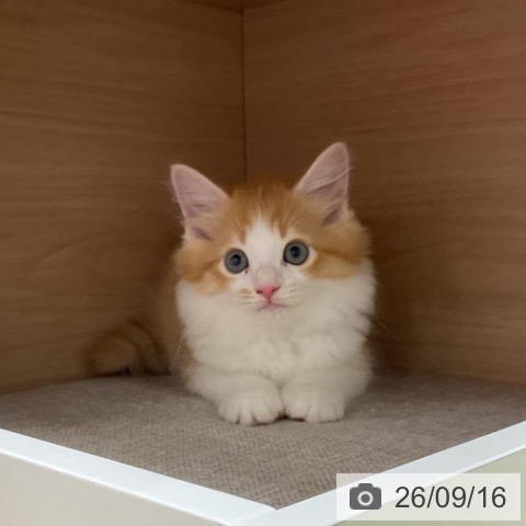 サイベリアンの写真