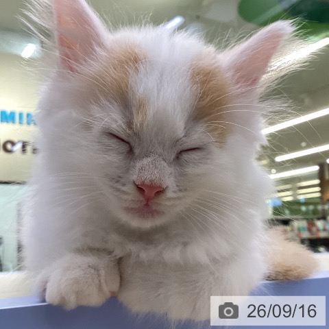 山梨県のサイベリアン (ペットプラス 甲府昭和店/2026年7月16日生まれ/男の子/レッドタビーホワイト)の子猫の4枚目の画像