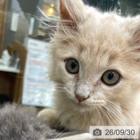 福島県のマンチカン (ペットプラス 福島店/2026年7月16日生まれ/男の子/クリームタビー)の子猫の3枚目の画像