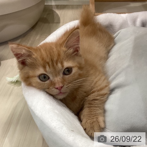 埼玉県のマンチカン (ペットプラス 上尾店/2026年7月16日生まれ/女の子/レッドタビー)の子猫の4枚目の画像