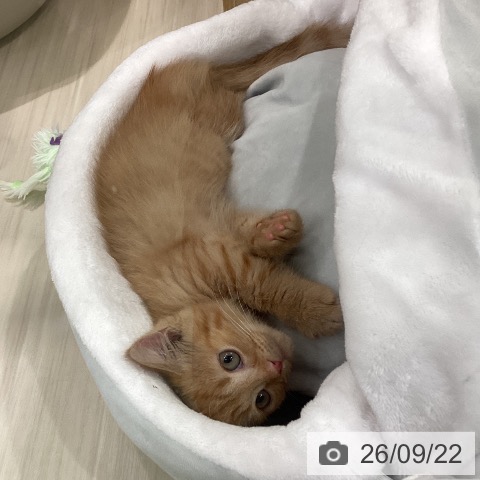 埼玉県のマンチカン (ペットプラス 上尾店/2026年7月16日生まれ/女の子/レッドタビー)の子猫の3枚目の画像