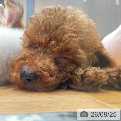 山形県のトイプードル(トイ) (ペットプラス 天童店/2026年7月16日生まれ/女の子/レッド)の子犬の3枚目の画像