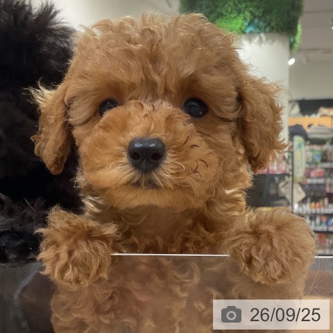 神奈川県のトイプードル(トイ) (ペットプラス 湘南平塚店/2026年7月16日生まれ/女の子/レッド)の子犬の4枚目の画像