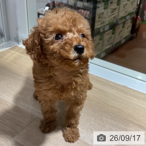 神奈川県のトイプードル(トイ) (ペットプラス 湘南平塚店/2026年7月16日生まれ/女の子/レッド)の子犬の3枚目の画像