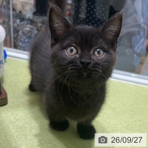 神奈川県のマンチカン (ペットプラス テラスモール湘南店/2026年7月8日生まれ/女の子/ブラック)の子猫の3枚目の画像