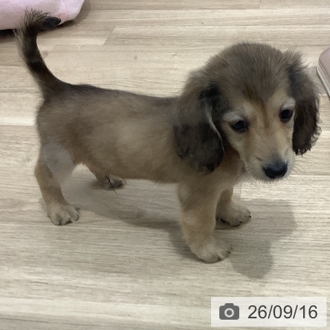 千葉県のカニンヘンダックスフンド(ロング) (ペットプラス 船橋店/2026年7月15日生まれ/男の子/シェーデットイエロー)の子犬の3枚目の画像