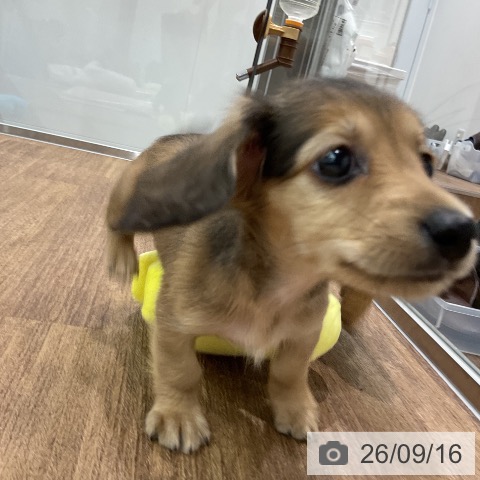 埼玉県のカニンヘンダックスフンド(ロング) (ペッツワン 吉川美南店/2026年7月15日生まれ/女の子/シェーデットイエロー)の子犬の4枚目の画像