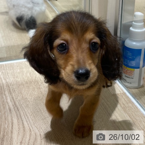 埼玉県のカニンヘンダックスフンド(ロング) (ペットプラス ららぽーと富士見店/2026年7月15日生まれ/女の子/レッド)の子犬の3枚目の画像
