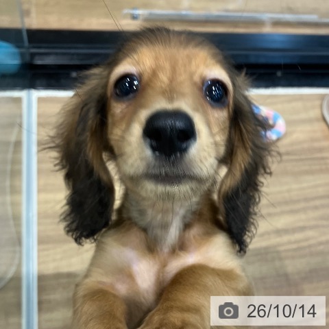 埼玉県のカニンヘンダックスフンド(ロング) (ペッツワン 新座店/2026年7月15日生まれ/女の子/レッド)の子犬の4枚目の画像