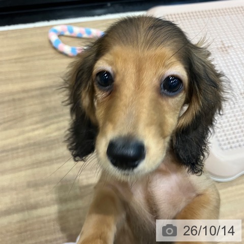 埼玉県のカニンヘンダックスフンド(ロング) (ペッツワン 新座店/2026年7月15日生まれ/女の子/レッド)の子犬の3枚目の画像