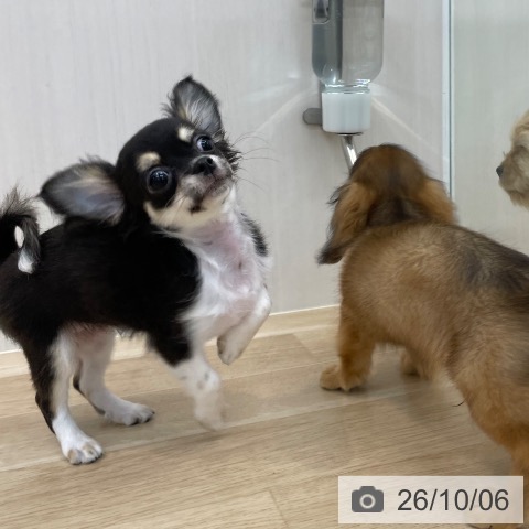 チワワの写真