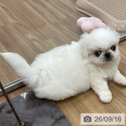 ペキニーズの写真