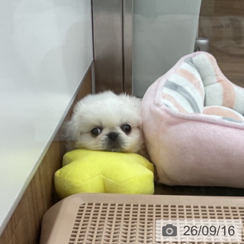 ペキニーズの写真