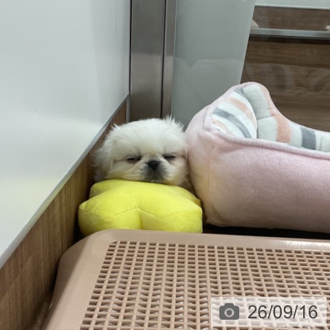 ペキニーズの写真