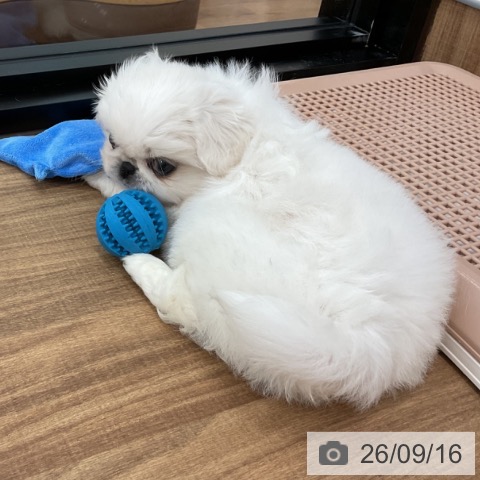 ペキニーズの写真