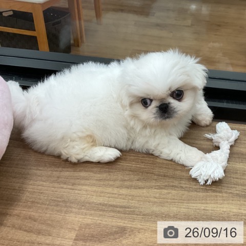 ペキニーズの写真