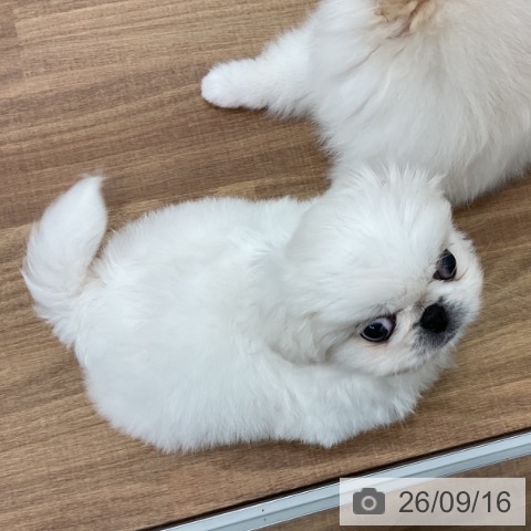 ペキニーズの写真