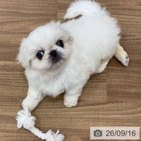 ペキニーズの写真