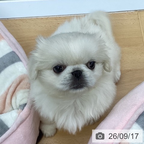 ペキニーズの写真