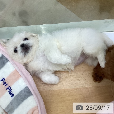 ペキニーズの写真