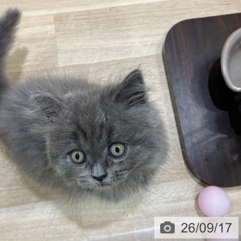 ブリティッシュロングヘアの写真