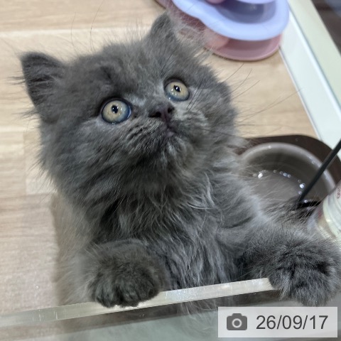 ブリティッシュロングヘアの写真