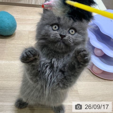 ブリティッシュロングヘアの写真